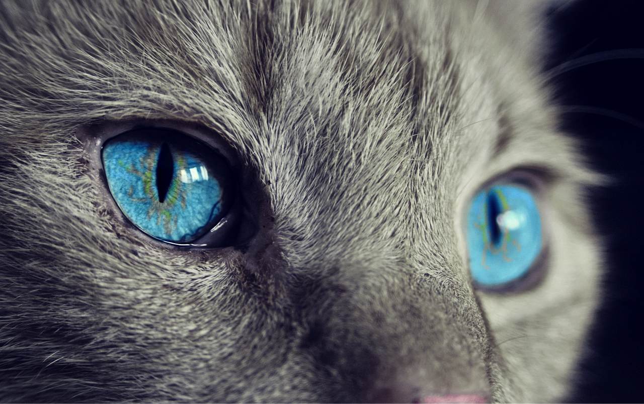 cat cats eyes blue eyes gray cat 1285634