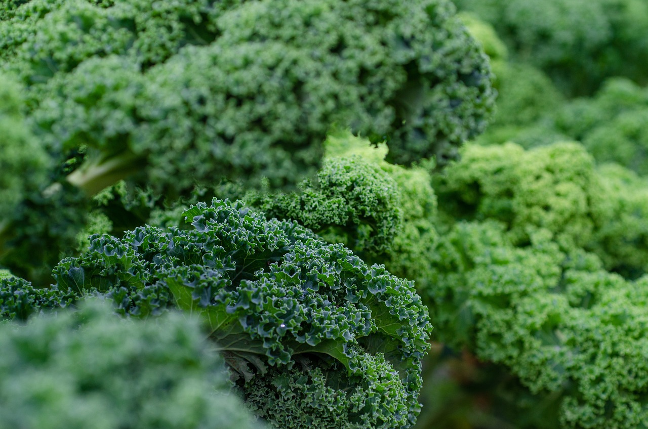 kale fresh vegetables green 5975540