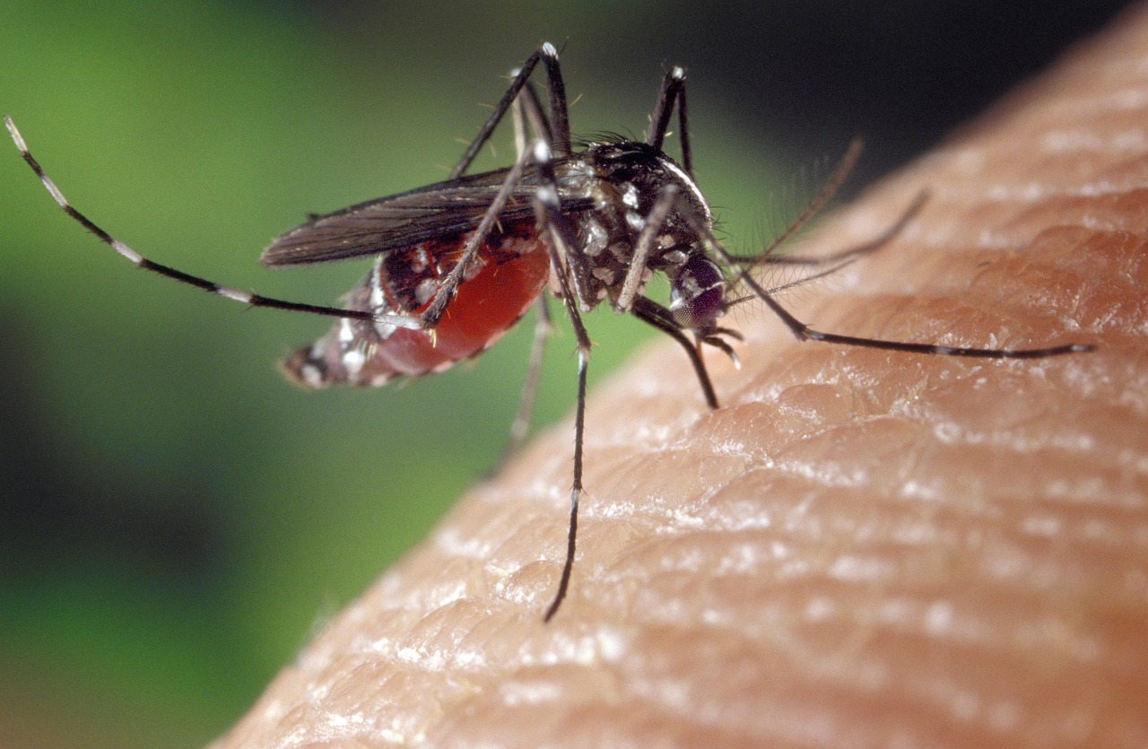 mosquito female aedes albopictus 1332382