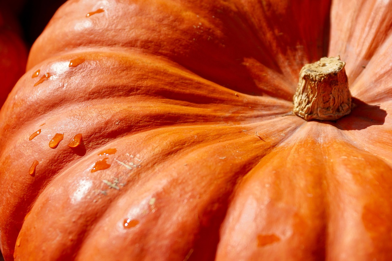 pumpkin orange harvest food autumn 2736964