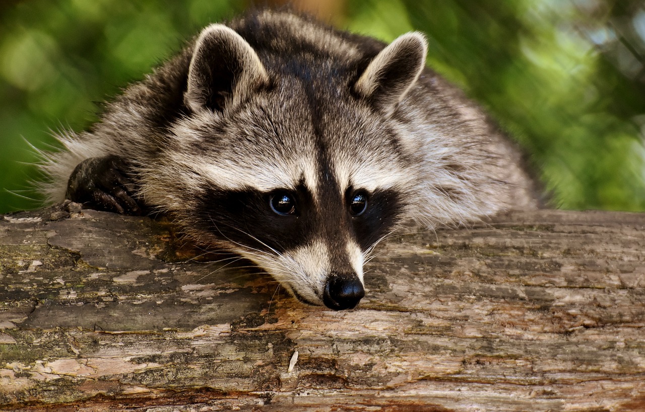 raccoon animal mammal nature fur 3538081